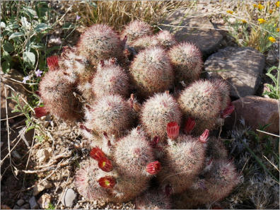 Chimneys Trail - Big Bend NP, TX