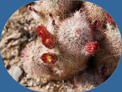 Chimneys Trail - Big Bend NP, TX