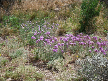 Panther Junction Visitor Center - Big Bend NP, TX