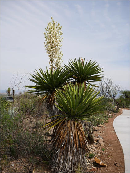 Panther Junction Visitor Center - Big Bend NP, TX
