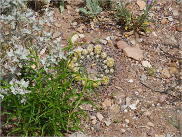Panther Junction Visitor Center - Big Bend NP, TX