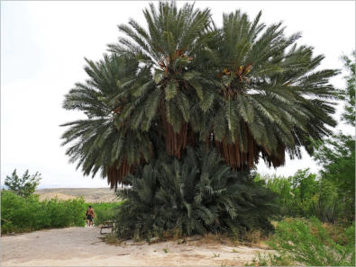 Hot Springs Trail - Big Bend NP, TX