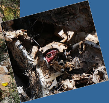Western Coachwhip Snakes - Sam Nail Trail - Big Bend NP, TX