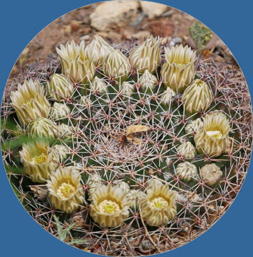 Panther Junction Visitor Center - Big Bend NP, TX