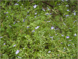 Mission San Juan, Yanaquana Trail - San Antonio, TX