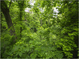 Mission San Juan, Yanaquana Trail - San Antonio, TX