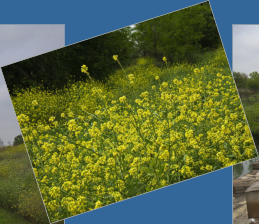 Riverwalk zwischen den Missionen - San Antonio, TX