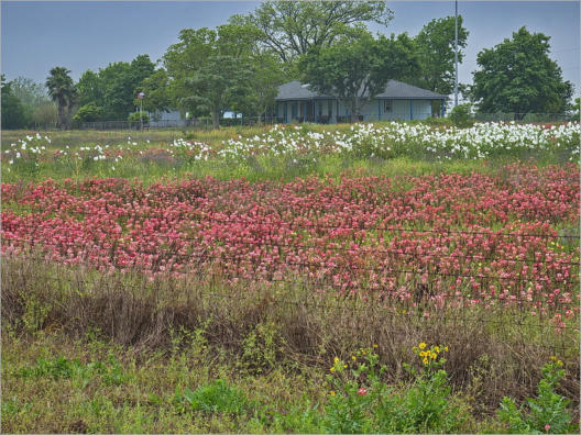 Blumenwiesen am Highway 281 - Texas