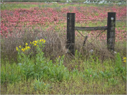Blumenwiesen am Highway 281 - Texas