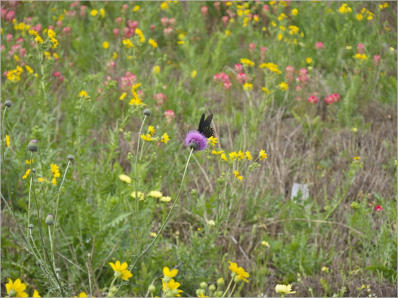 Blumenwiesen am Highway 281 - Texas