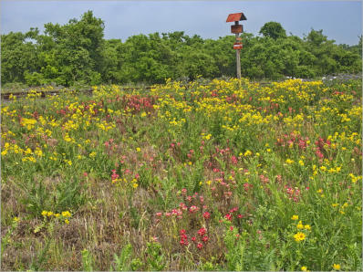 Blumenwiesen am Highway 281 - Texas