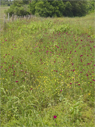 Blumenwiesen am Highway 281 - Texas
