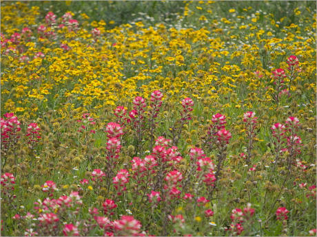 Blumenwiesen am Highway 281 - Texas
