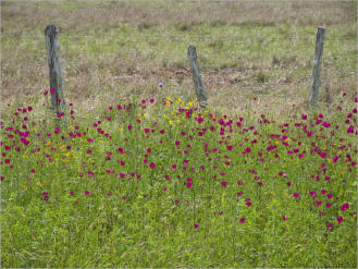 Blumenwiesen am Highway 281 - Texas