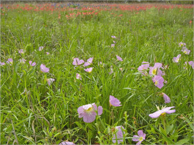 Blumenwiese entlang des HW 290 - TX