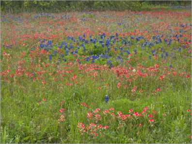 Blumenwiese entlang des HW 290 - TX