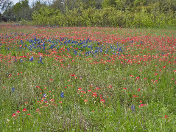 Blumenwiese entlang des HW 290 - TX