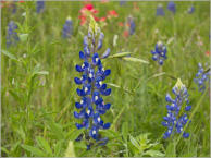 Blumenwiese entlang des HW 290 - TX