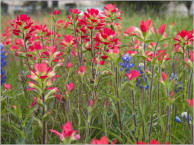 Blumenwiese entlang des HW 290 - TX