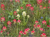 Blumenwiese entlang des HW 290 - TX