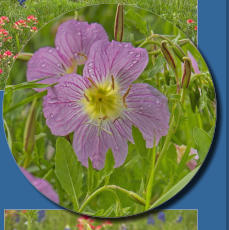 Blumenwiese entlang des HW 290 - TX