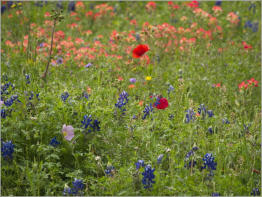 Wildsead Farms - Fredericksburg, TX