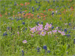 Wildsead Farms - Fredericksburg, TX