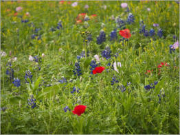 Wildsead Farms - Fredericksburg, TX