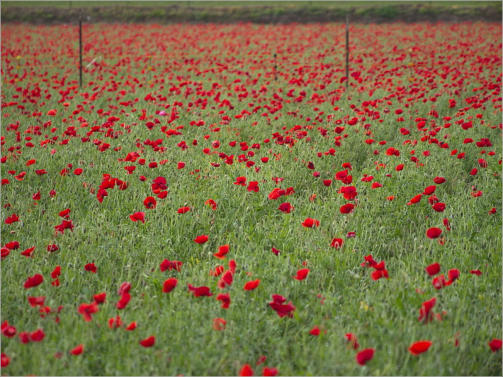 Wildsead Farms - Fredericksburg, TX