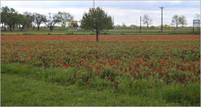 Wildsead Farms - Fredericksburg, TX