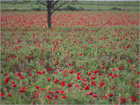 Wildsead Farms - Fredericksburg, TX