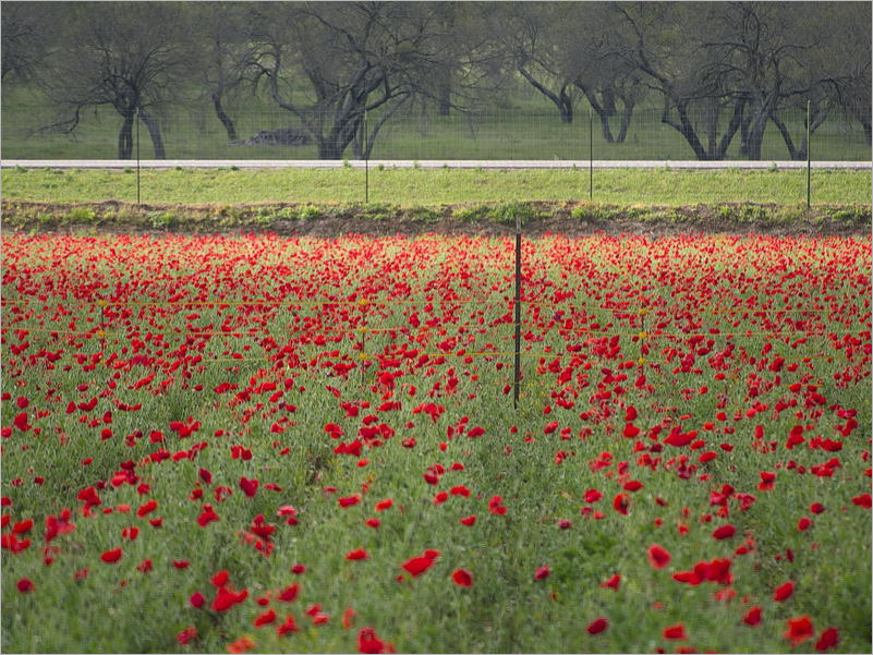 Wildsead Farms - Fredericksburg, TX