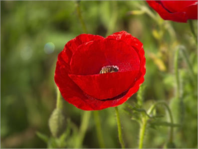 Wildsead Farms - Fredericksburg, TX