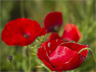 Wildsead Farms - Fredericksburg, TX