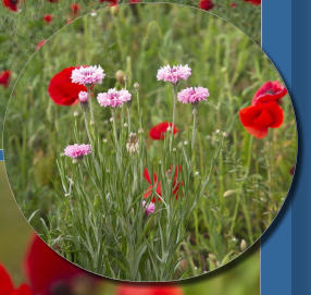 Wildsead Farms - Fredericksburg, TX