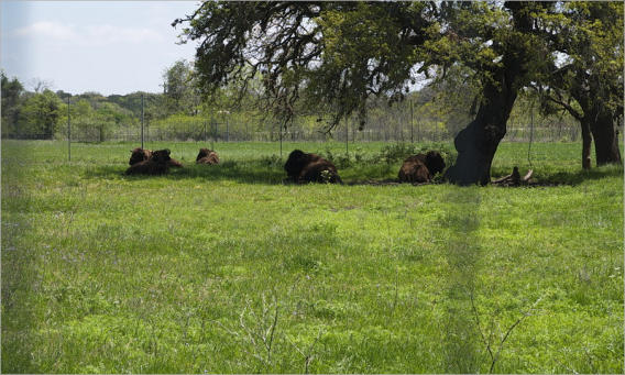 Lyndon B. Johnson State Park + Historic Site - TX