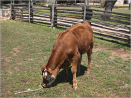 Sauer-Beckmann Living Historie Farm - Texas