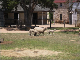 Sauer-Beckmann Living Historie Farm - Texas
