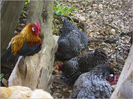 Sauer-Beckmann Living Historie Farm - Texas