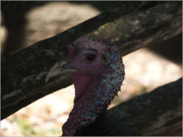 Sauer-Beckmann Living Historie Farm - Texas