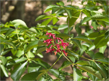 Sauer-Beckmann Living Historie Farm - Texas