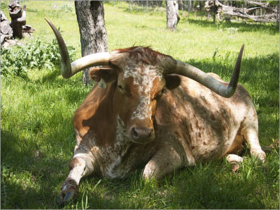 Sauer-Beckmann Living Historie Farm - Texas