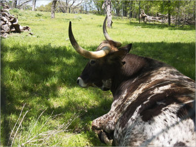 Sauer-Beckmann Living Historie Farm - Texas