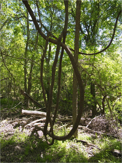 Sauer-Beckmann Living Historie Farm - Texas