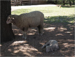 Sauer-Beckmann Living Historie Farm - Texas