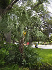 The Alamo - San Antonio, TX