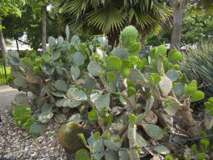 The Alamo - San Antonio, TX