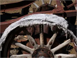 Berlin-Ichthyosaur SP, NV