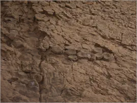 Berlin-Ichthyosaur SP, NV