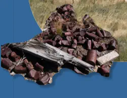 Berlin-Ichthyosaur SP, NV